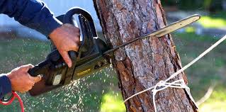 Professional Tree Care in Tanaina, AK